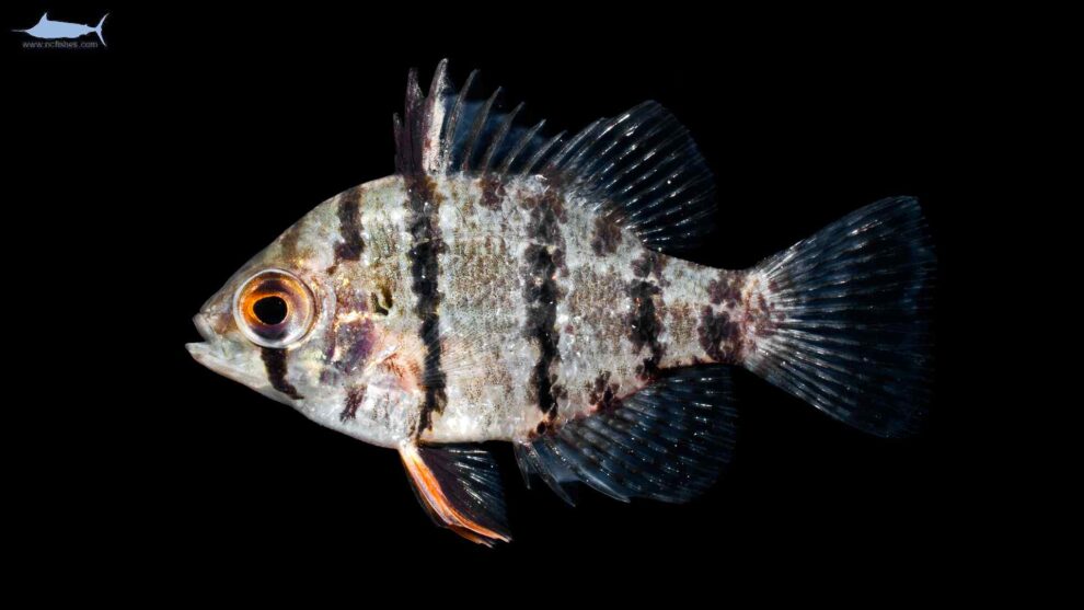 Enneacanthus chaetodon - Schijfbaars
