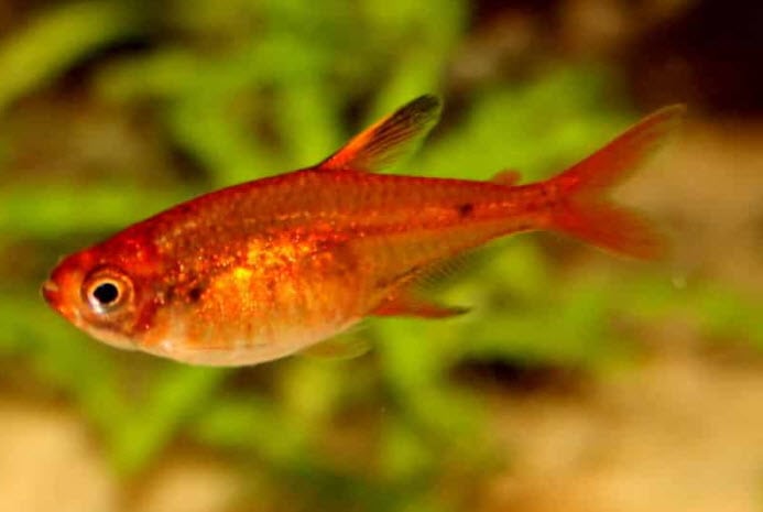 Hyphessobrycon amandae Vuurtetra2