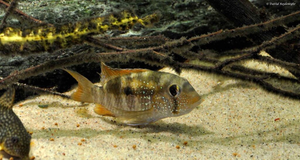 Bujurquina oenolaemus