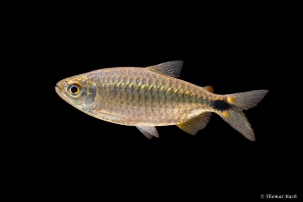 Brycinus imberi - vrouw- wildvang - Lefini River - Kongo