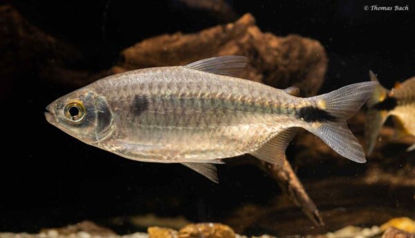Brycinus imberi - vrouw- wildvang - Lefini River - Kongo