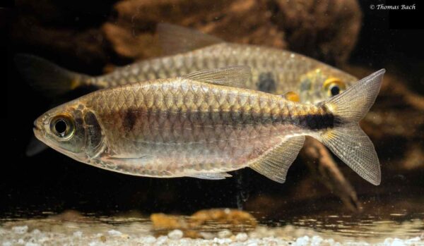 Brycinus imberi - vrouw- wildvang - Lefini River - Kongo