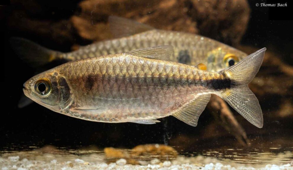 Brycinus imberi - vrouw- wildvang - Lefini River - Kongo