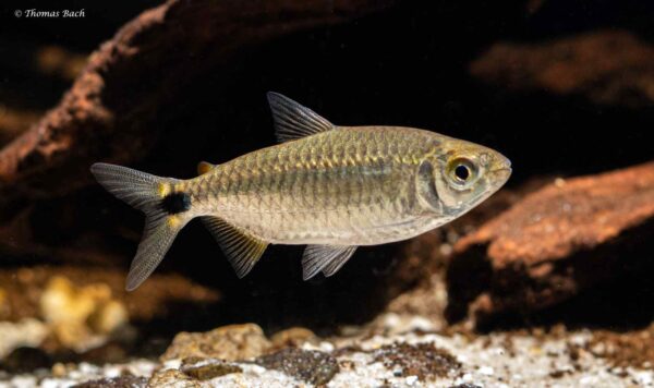 Brycinus imberi - man - wildvang - Lefini River - Kongo