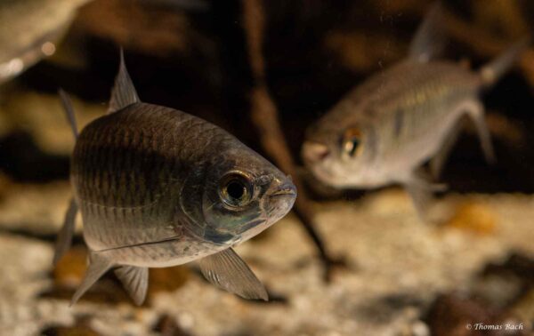Brycinus imberi - wildvang - Lefini River - Kongo