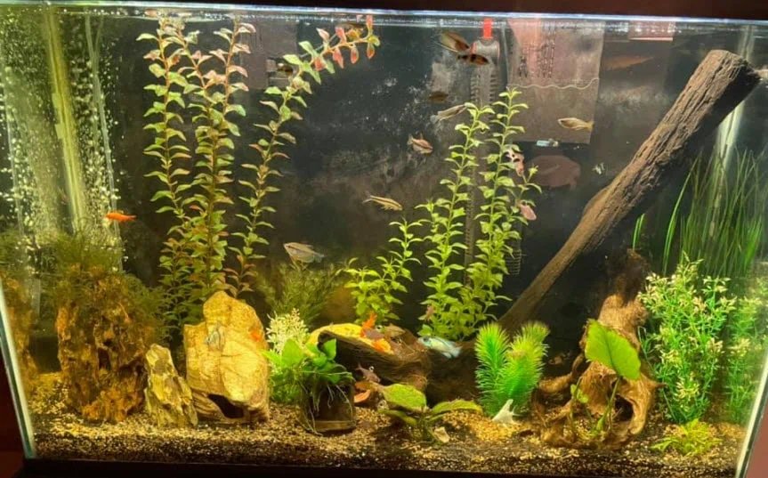 Een aquarium voorzien van vissen