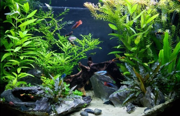 Planten en de nieuwe aquarium hobbyist