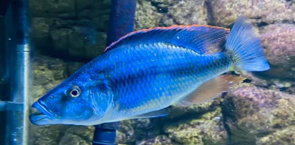 Dimidiochromis compressiceps Malawi Eye Bitter