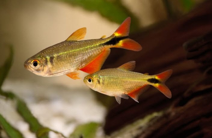 Hyphessobrycon Anisitsi Buenos Aires Tetra 