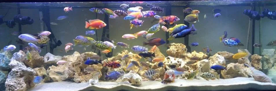 Insignificance of Fish Food Selection