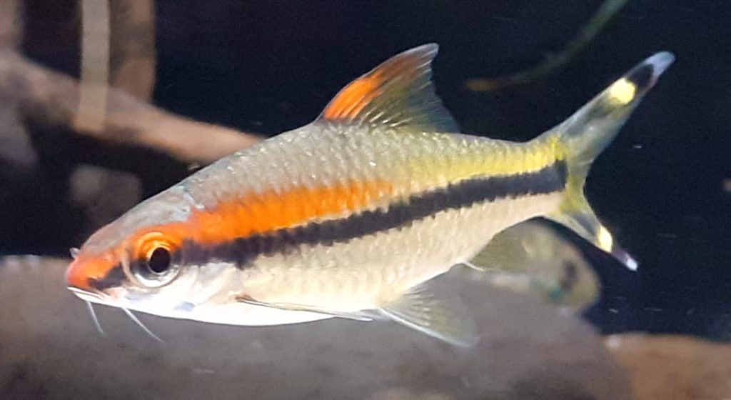 Sahyadria denisonii Red-line Torpedo Barb