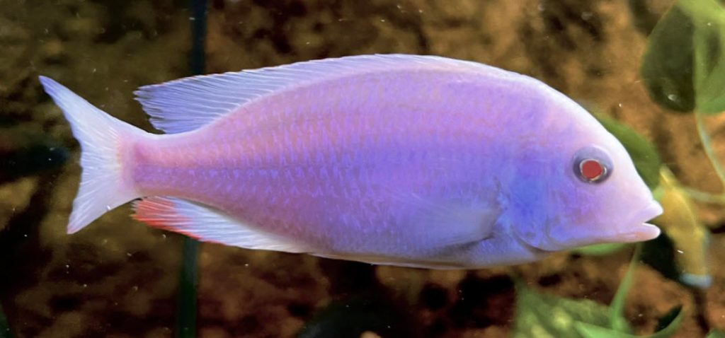 Cyrtocara moorii - Albino Blue Dolfin