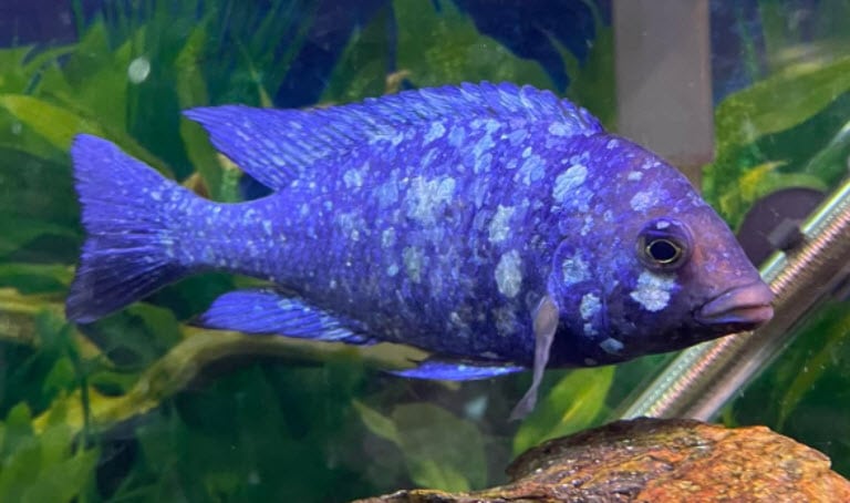 Placidochromis sp. Phenochilus – Tanzania Star Sapphire