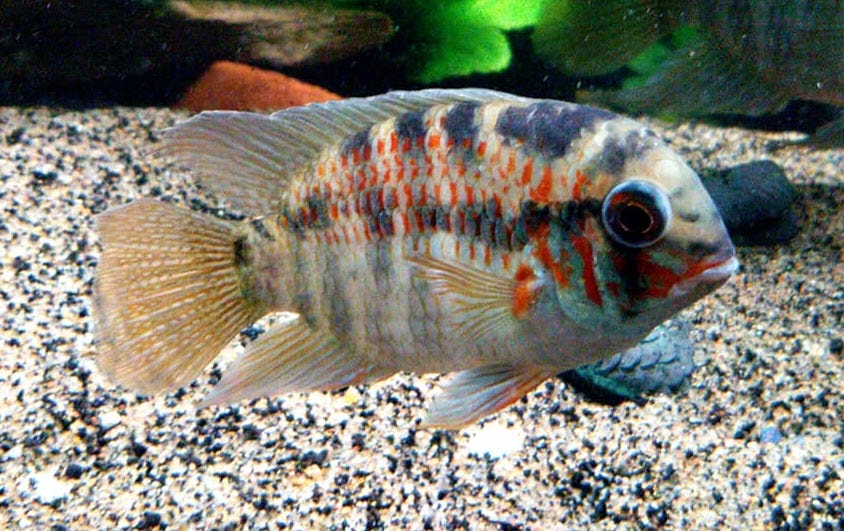 Krobia xinguensis