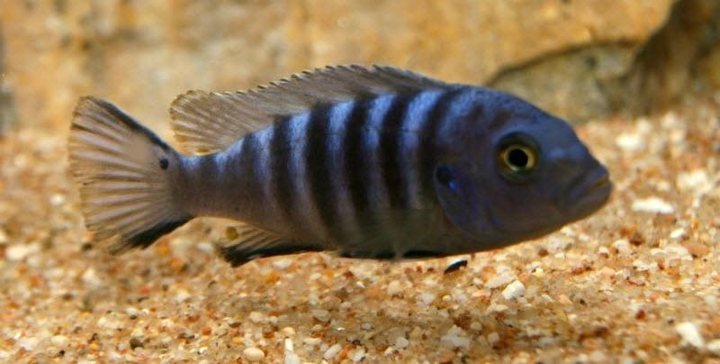 Metriaclima pulpican