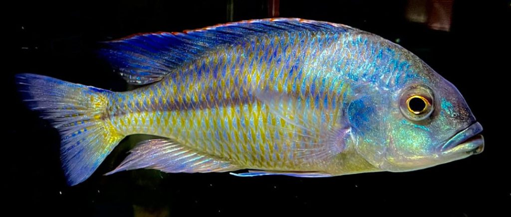 Protomelas marginatus – Turquoise Hap
