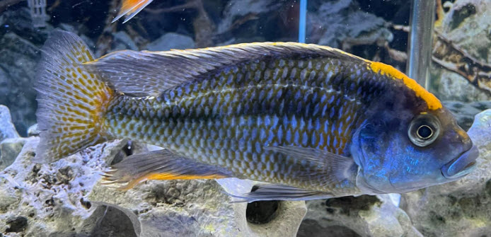 Protomelas spilonotus – Magunga Sulfur Head Hap