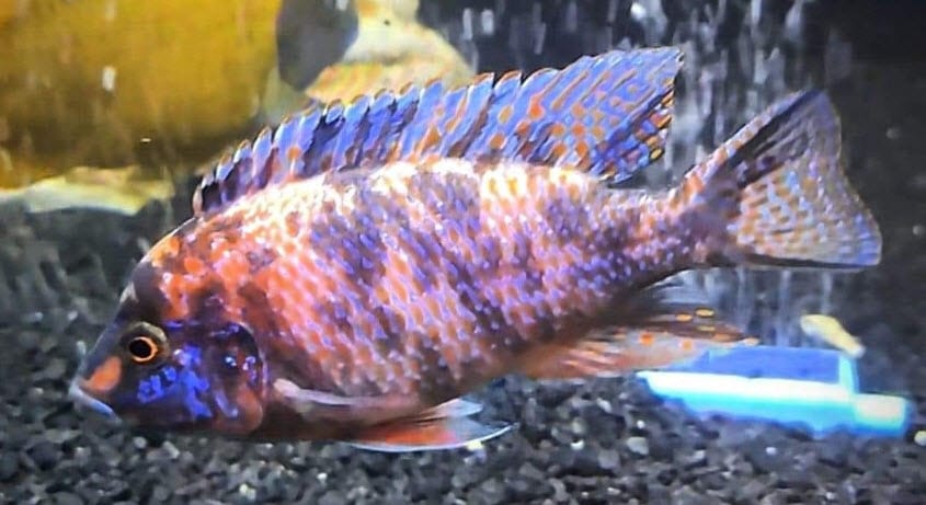 Protomelas taeniolatius OB – Red Empress