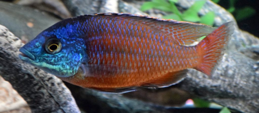 Protomelas taeniolatius – Red Empress