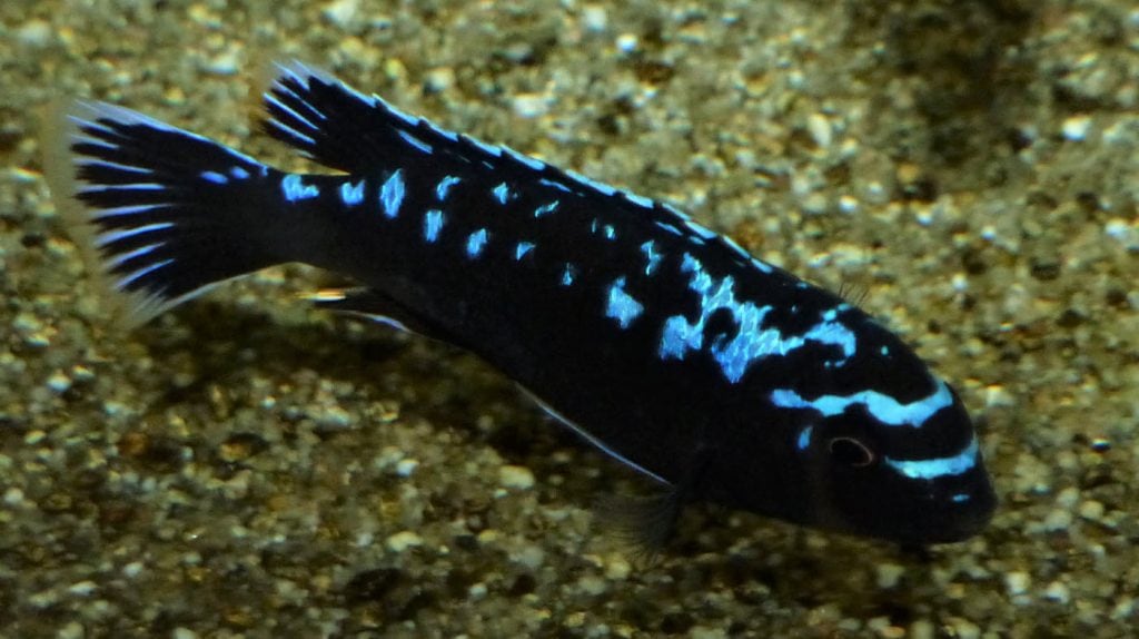 Pseudotropheus interruptus – Chiwi Rock