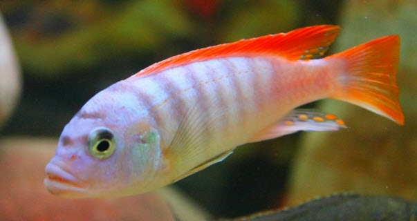 Pseudotropheus saulosi – Red Coral