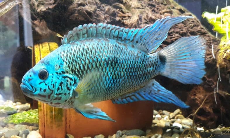 Rocio octofasciata – Jack Dempsey - Electric Blue