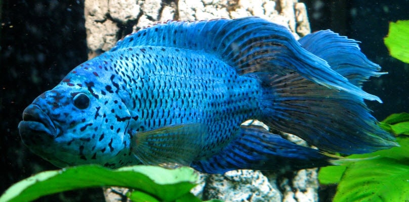 Rocio octofasciata – Jack Dempsey electric blue