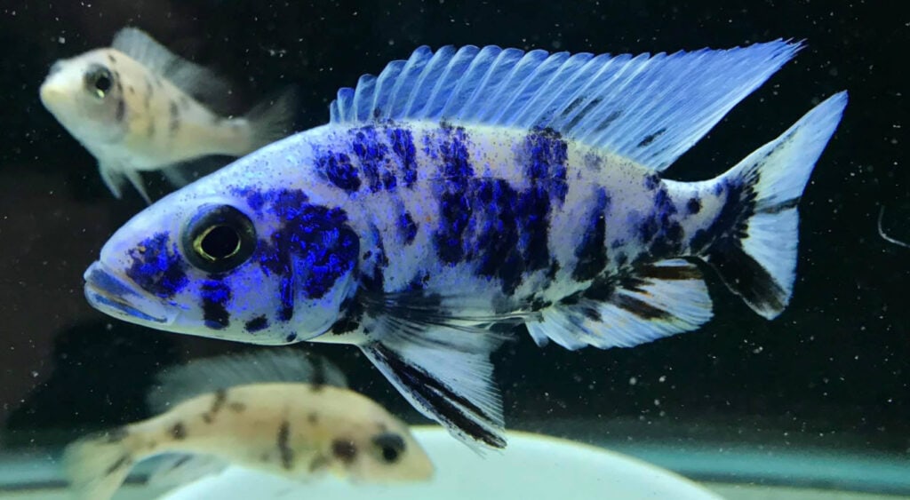 Sciaenochromis fryeri OB Blueberry