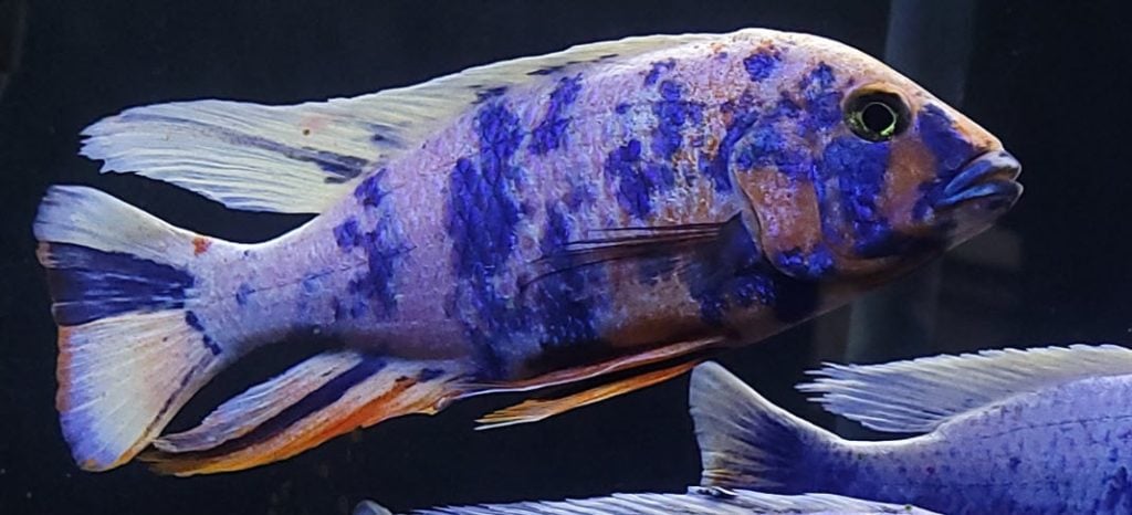 Sciaenochromis fryeri OB – Blueberry