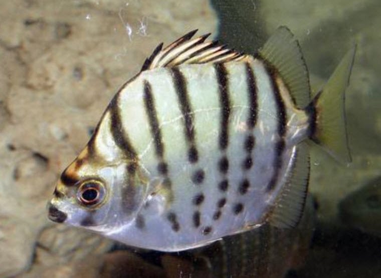 Selenotoca multifasciatus – Silver Scat