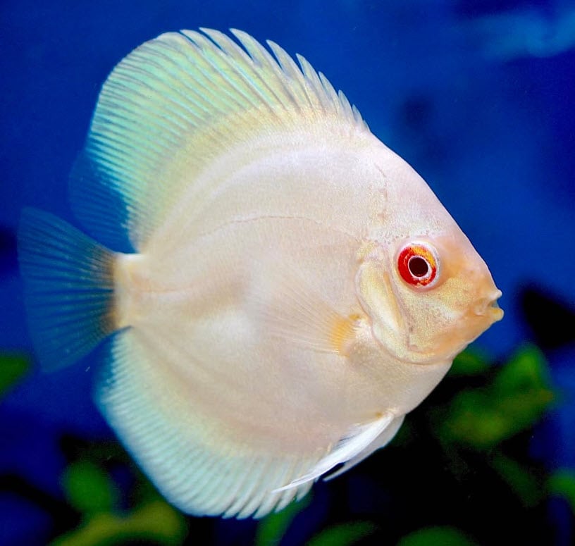 Symphysodon aequifasciatus – White Discus