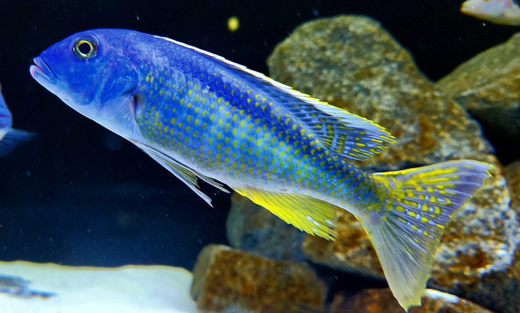 Buccochromis spectabilis
