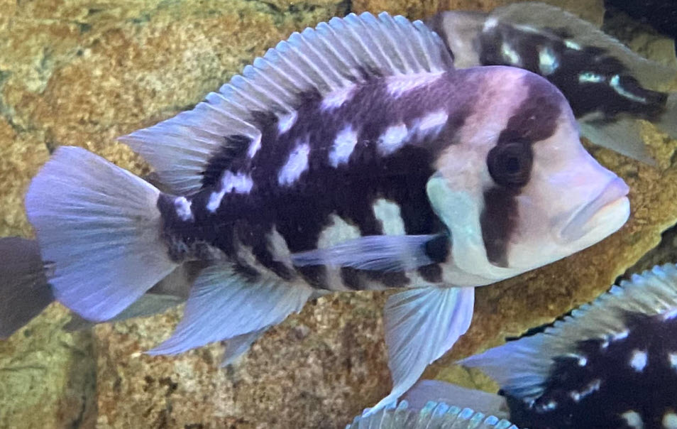 Cyphotilapia frontosa – Night Star