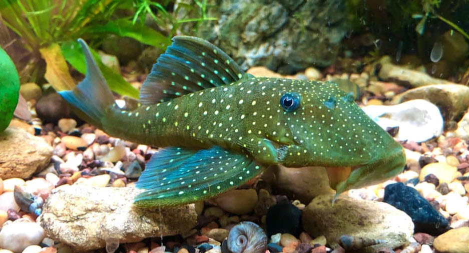 Hemiancistrus sp. – Blue phantom pleco – L128