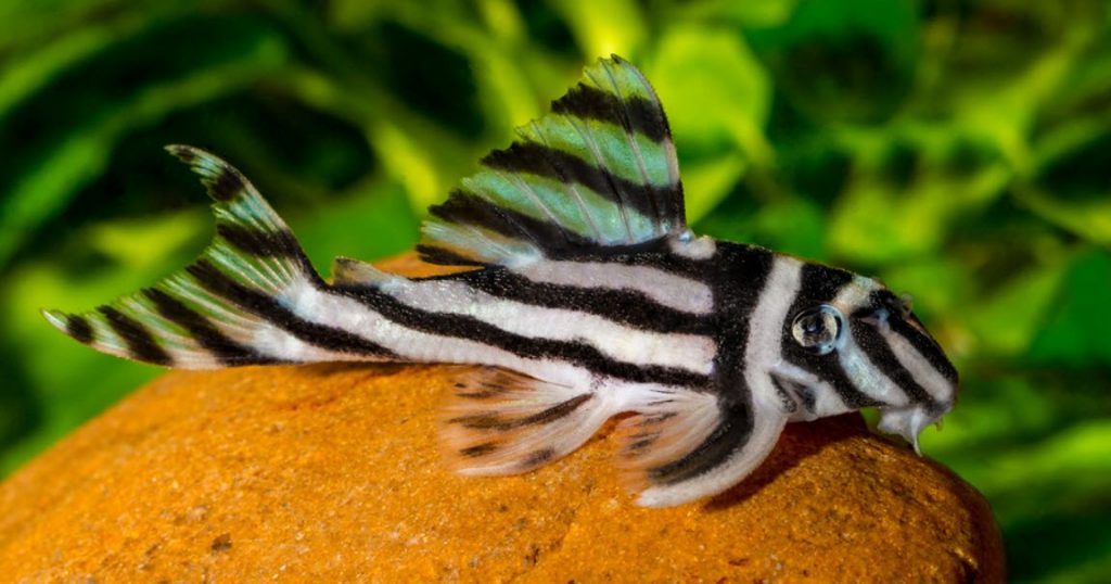 Hypancistrus zebra L 46 pleco