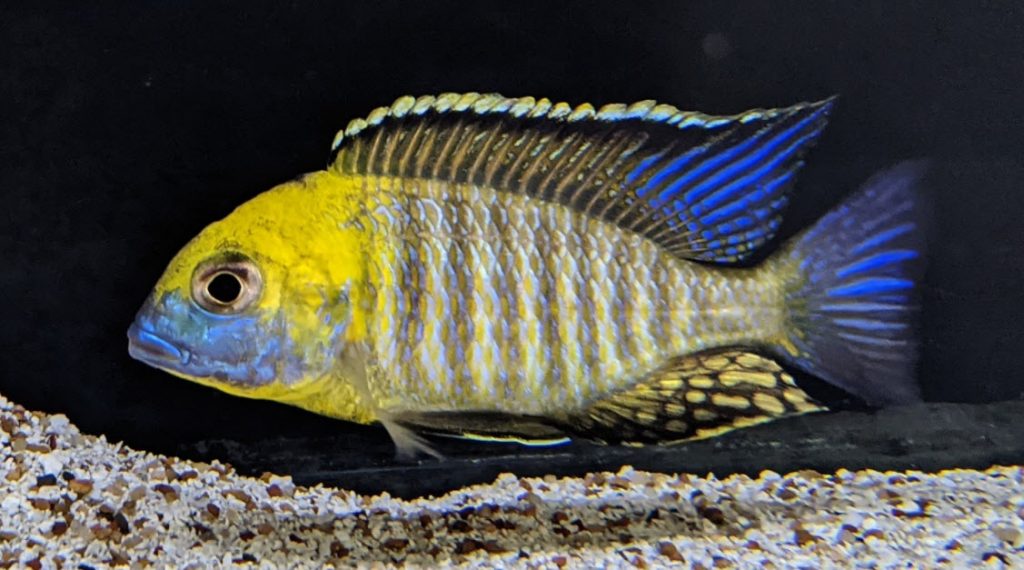 Lethrinops – Yellow Collar Harbour Island