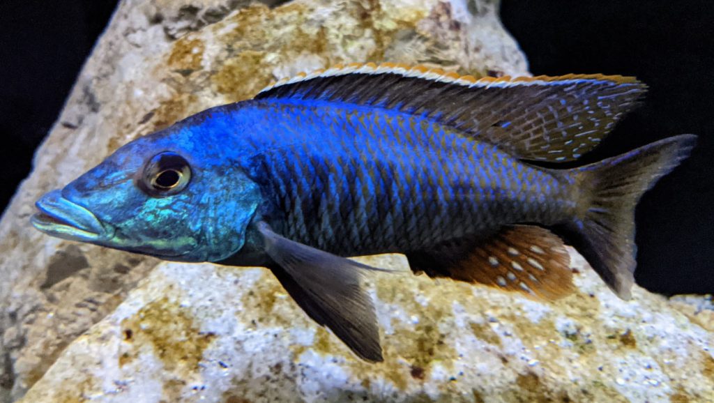 Lichnochromis acuticeps – Malawi Gar