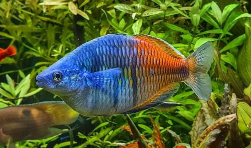 Melanotaenia boesemani – Boesemani rainbowfish