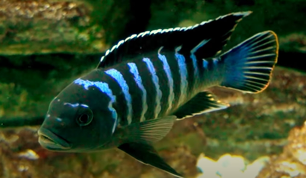 Maylandia sp. – Blue Dolphin Manda