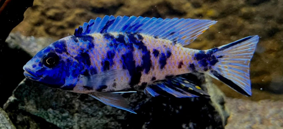 OB Peacock Blueberry
