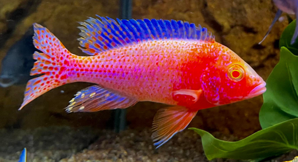 Peacock Dragonblood Albino