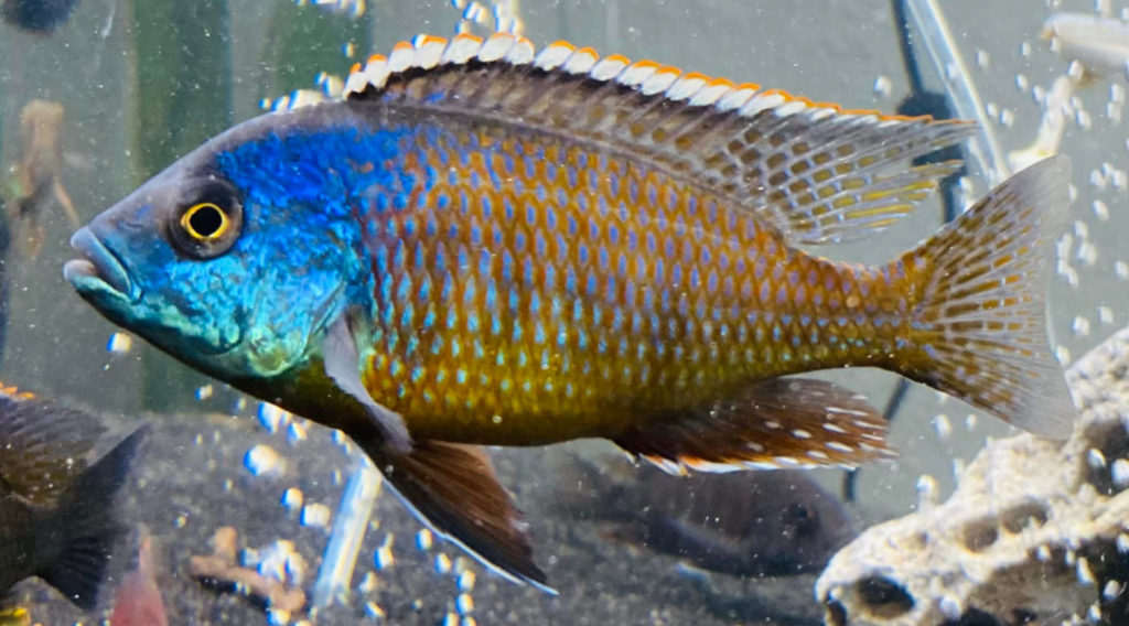 Protomelas taeniolatius Red Empress