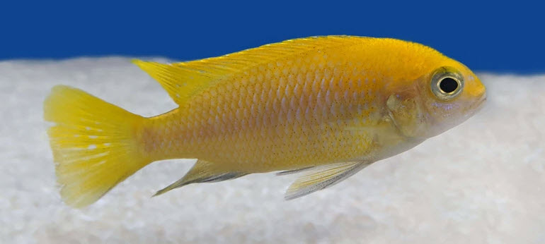 Tropheops sp. Chitimba Gold