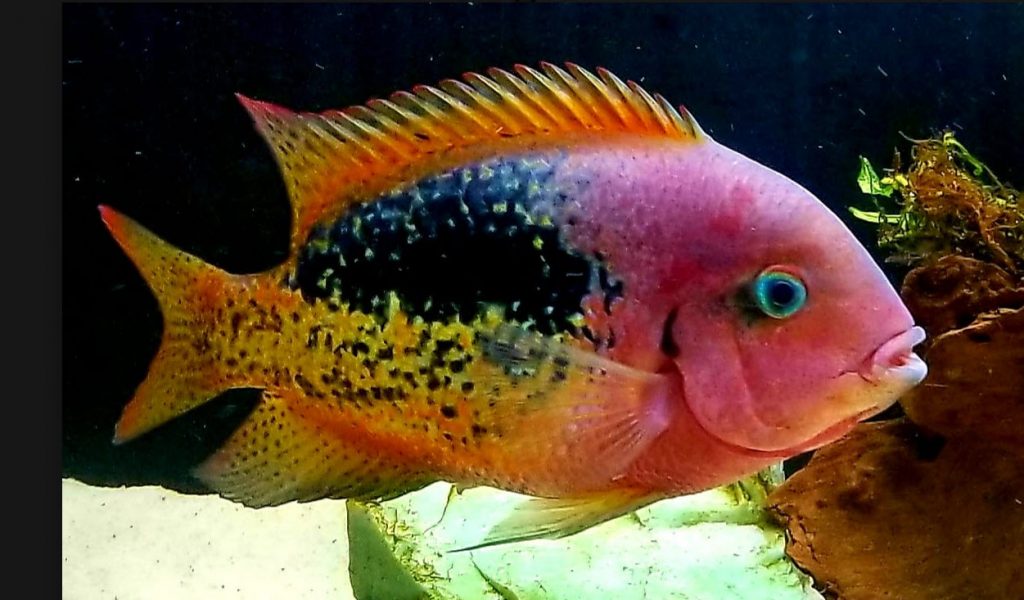 Vieja bifasciatus