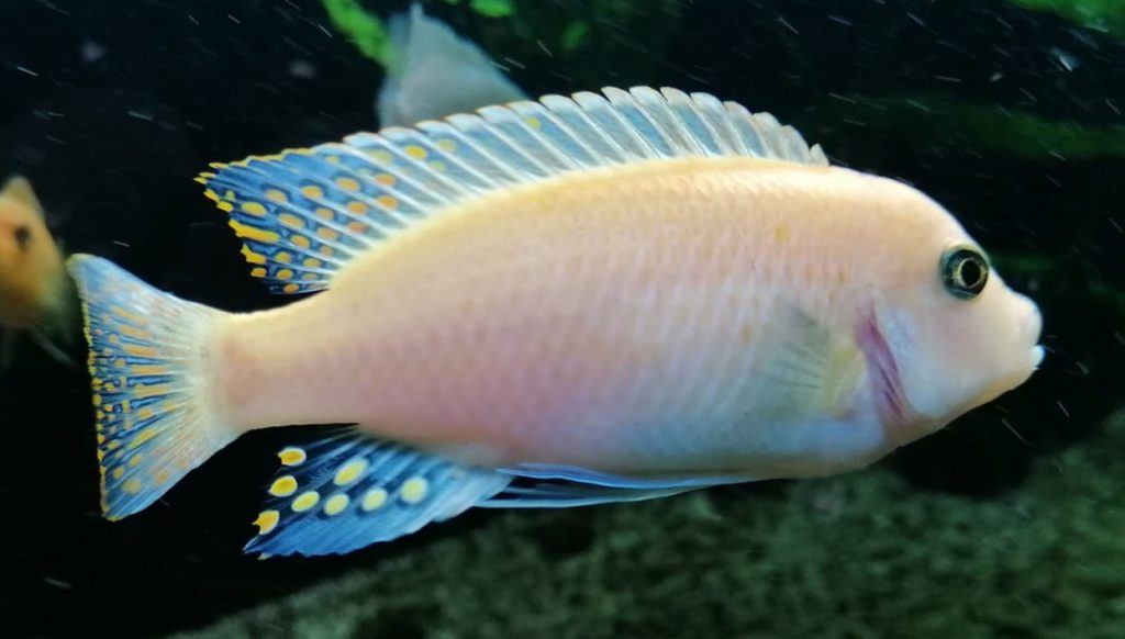 Albino Metriaclima estherae