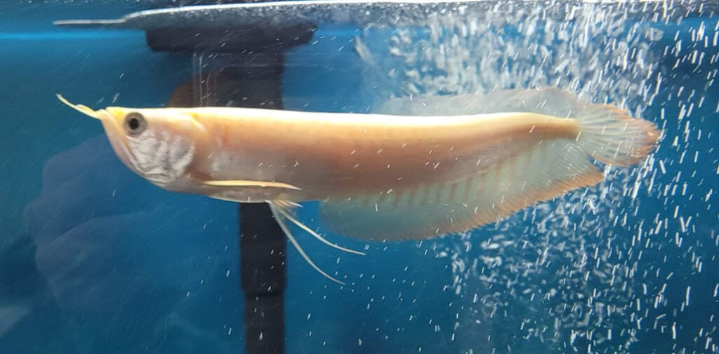 Arowana