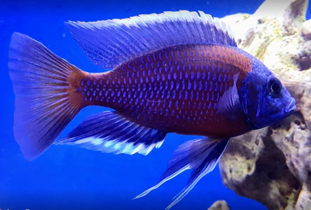 Copadichromis borleyi - Red Fin Kadango