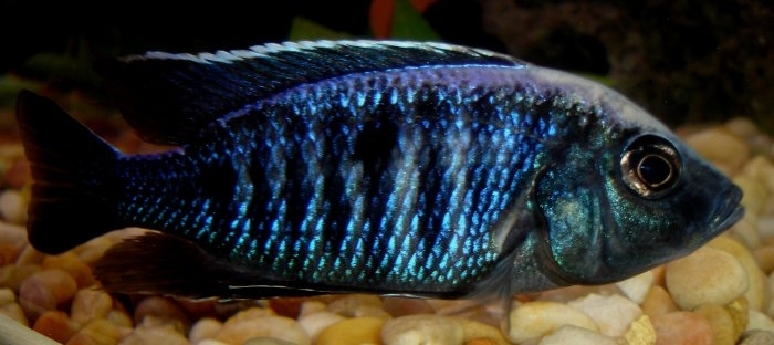Copadichromis trewavasae Likoma