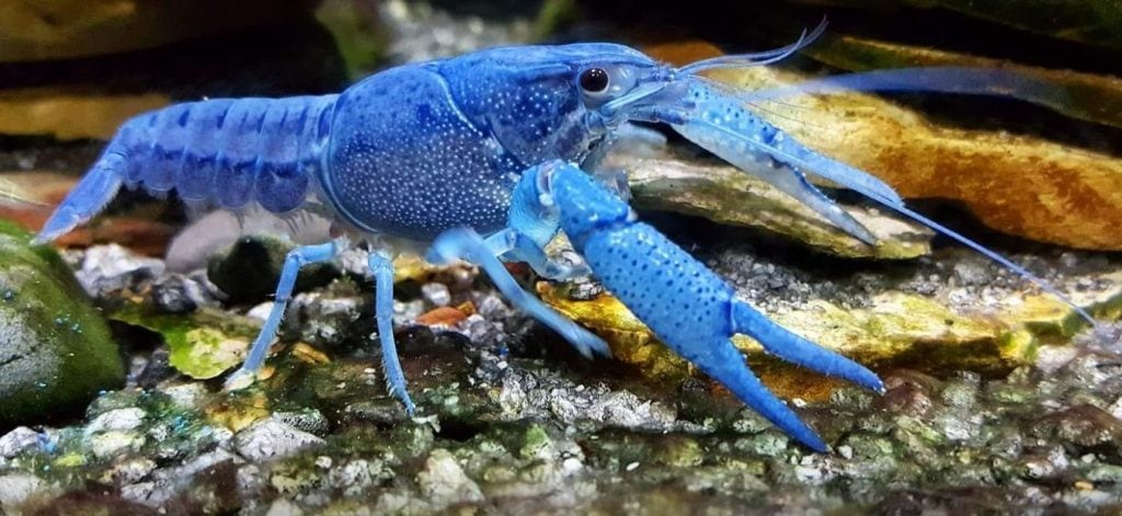 Crayfish Blue
