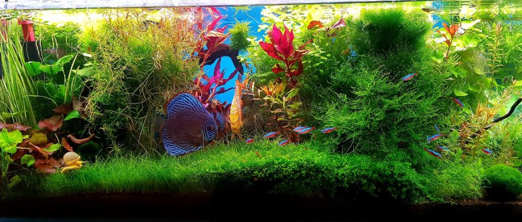 6.5.1. Functie van stroming in een aquarium